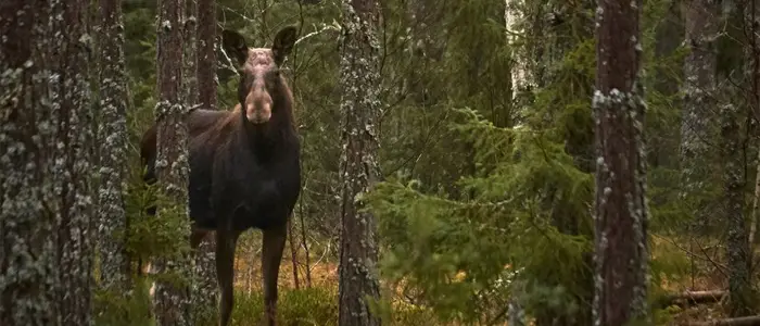 vilken tid på dygnet får du jaga älg