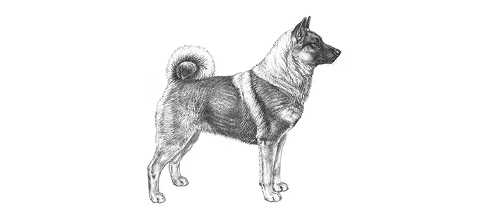 gråhund för björnjakt