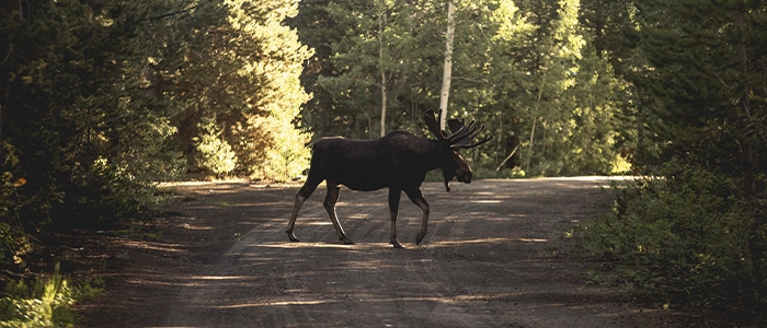 hur jagar man älg