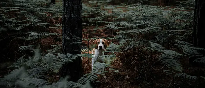 träna hund för älgjakt