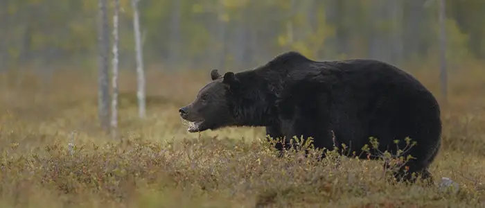 vilka hundraser är bäst för björnjakt
